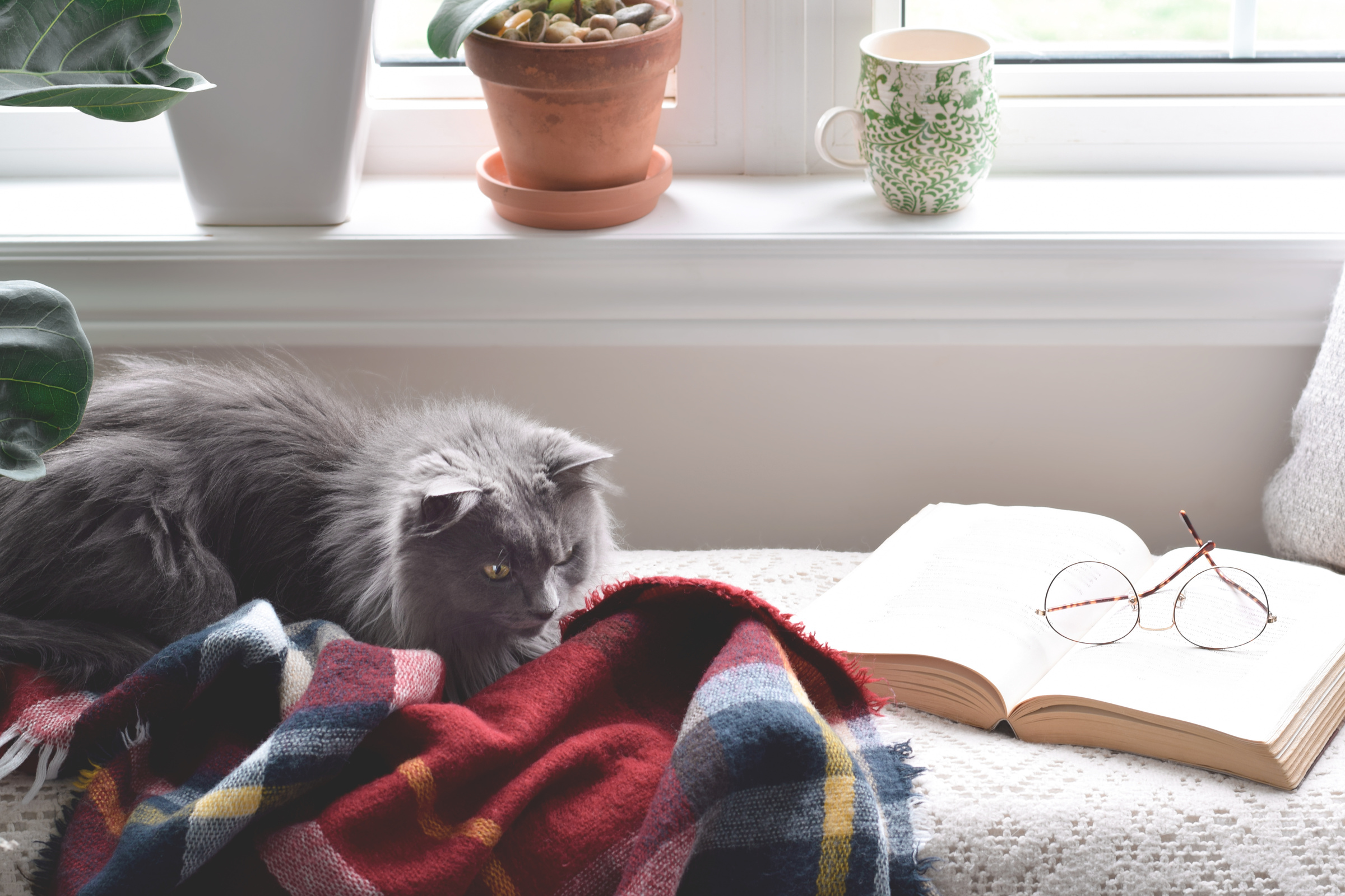 Cute grey cat sitting in cozy reading nook by a window
